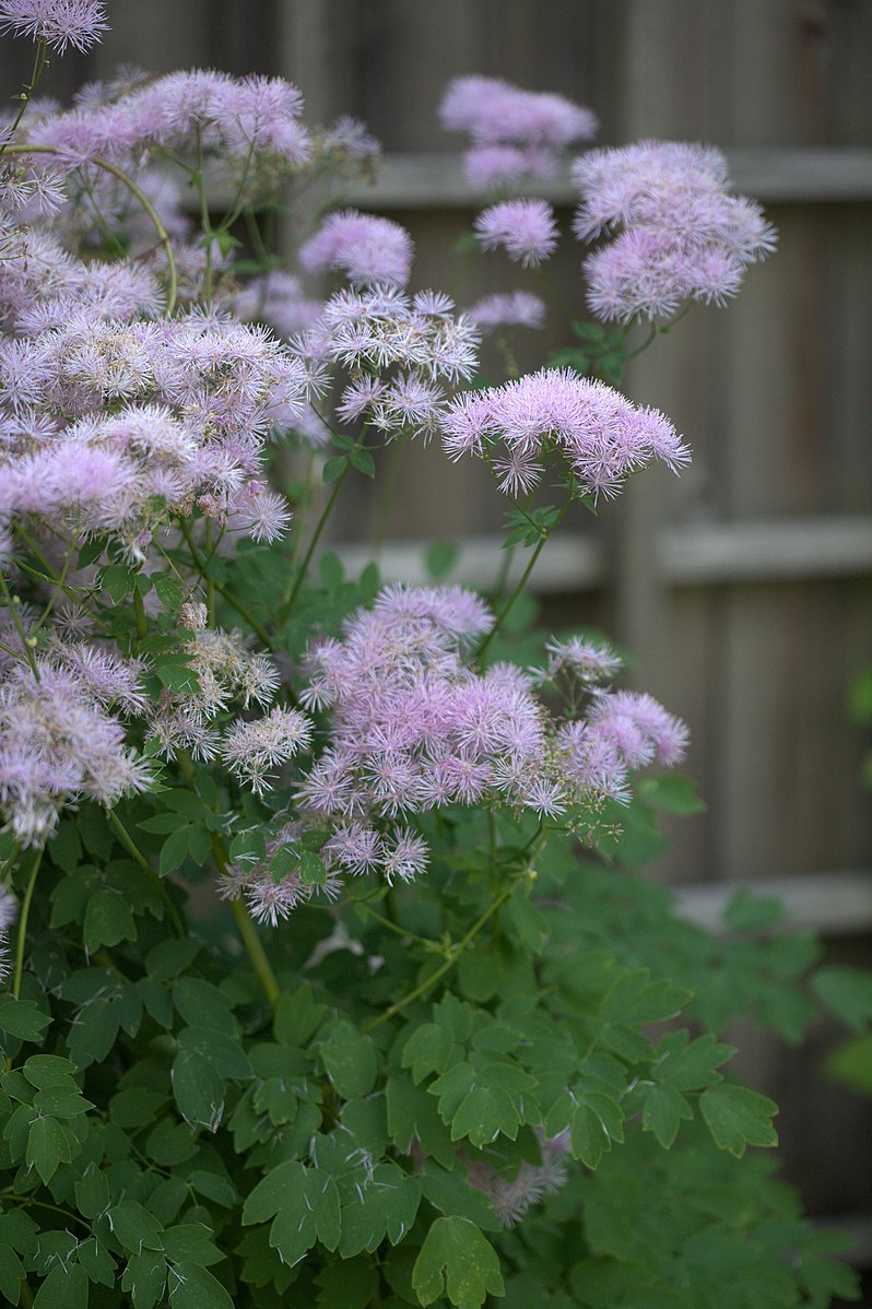 Thalictrum aquilegifolium (meadow rue) pink-lilac blooms