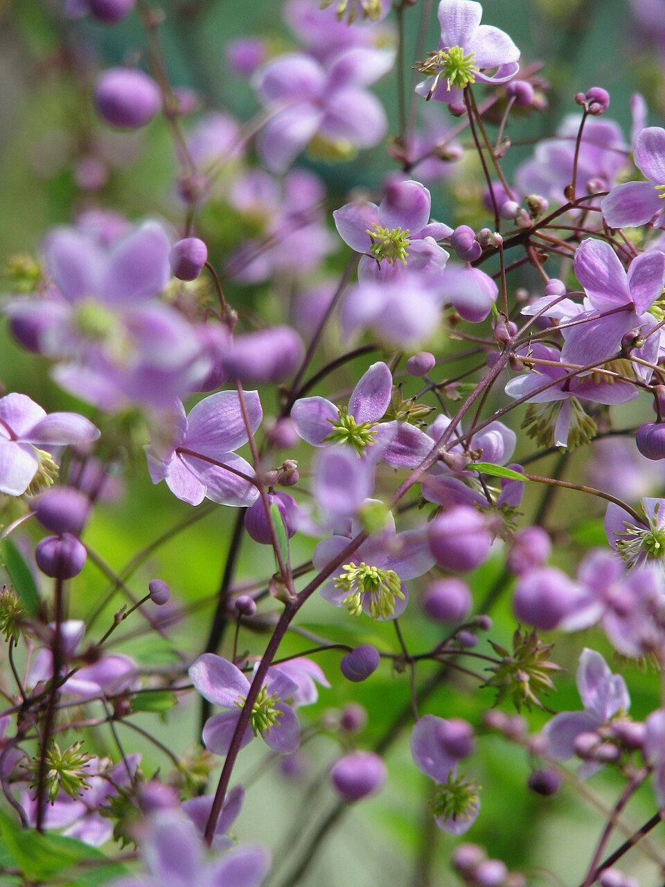 Close-up of purple Thalictrum delavayi (Chinese meadow-rue) flowers with green centers against a blurred natural background