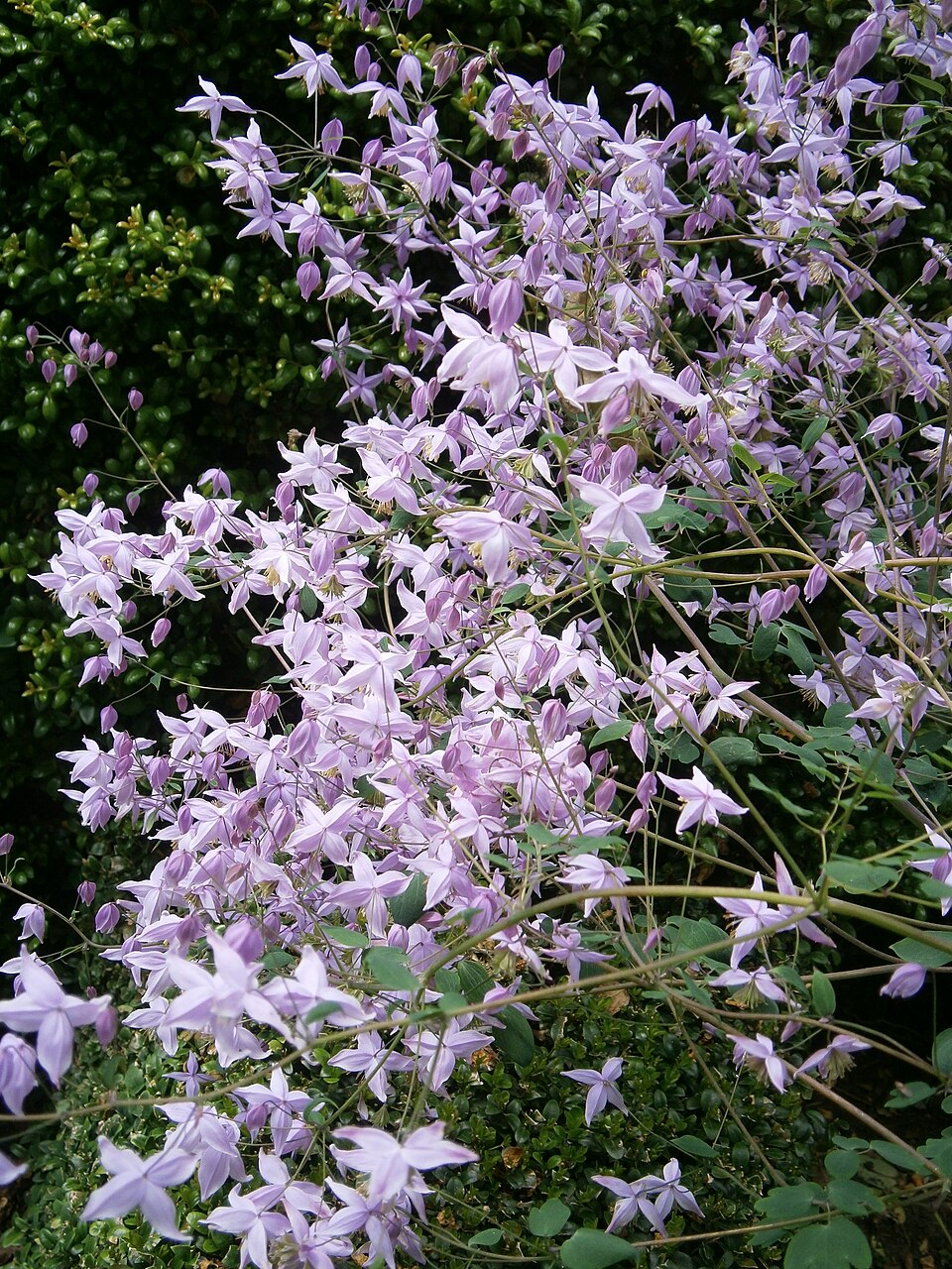 Pale purple flowers of Thalictrum chelidonii, commonly known as Himalayan meadow rue, against a dark green background.