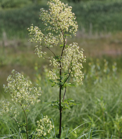 Thalictrum dasycarpum | purple meadow rue