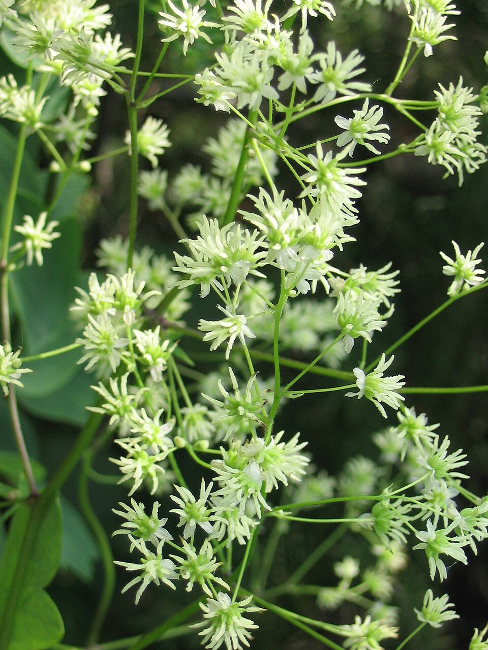 Thalictrum dasycarpum | purple meadow rue