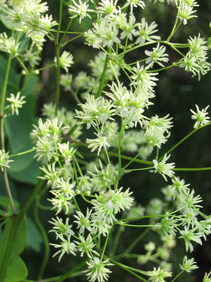 Thalictrum dasycarpum | purple meadow rue