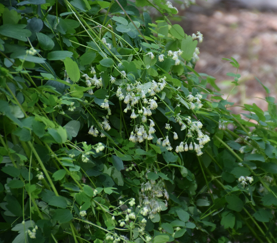Thalictrum dasycarpum | purple meadow rue