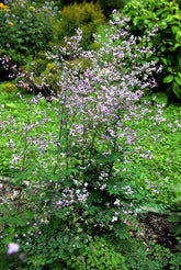 Thalictrum delavayi (Chinese meadow-rue) plant with pink flowers and green leaves in a garden setting