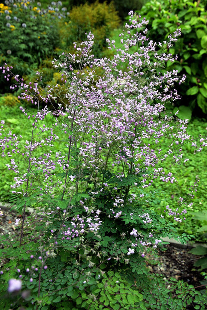 Thalictrum delavayi (Chinese meadow-rue) plant with pink flowers and green leaves in a garden setting