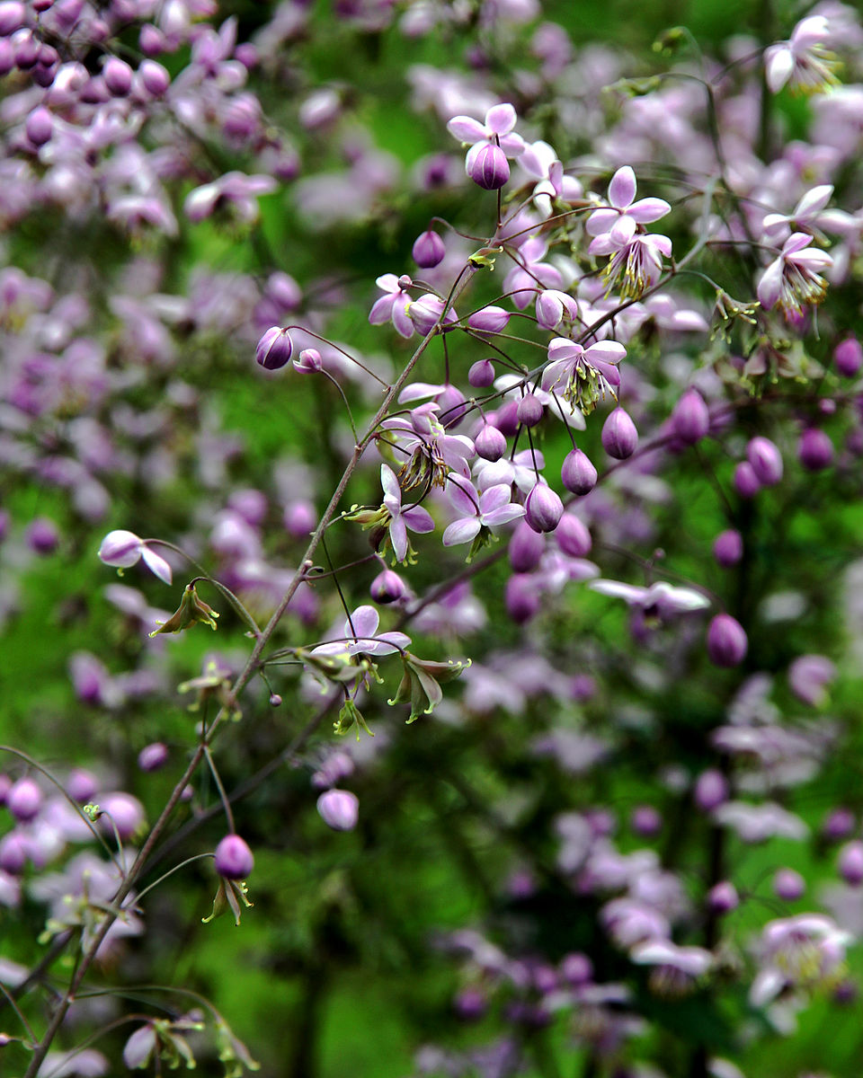 Close-up of pink and white Thalictrum delavayi (Chinese meadow-rue) flowers with a blurred green background