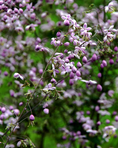 Close-up of pink and white Thalictrum delavayi (Chinese meadow-rue) flowers with a blurred green background