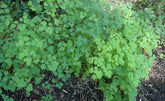 Green leafy Thalictrum delavayi (Chinese meadow-rue) plants growing in a natural setting