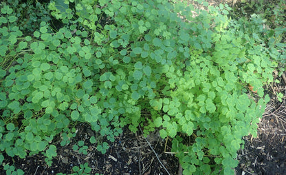Green leafy Thalictrum delavayi (Chinese meadow-rue) plants growing in a natural setting