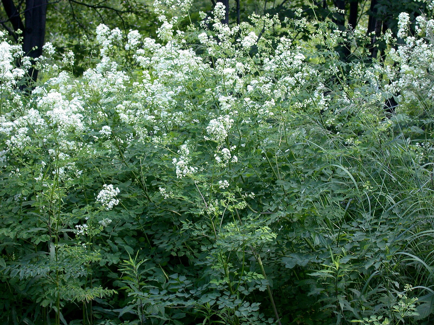 White Thalictrum pubescens, commonly known as king of the meadow, flowers in a forest setting