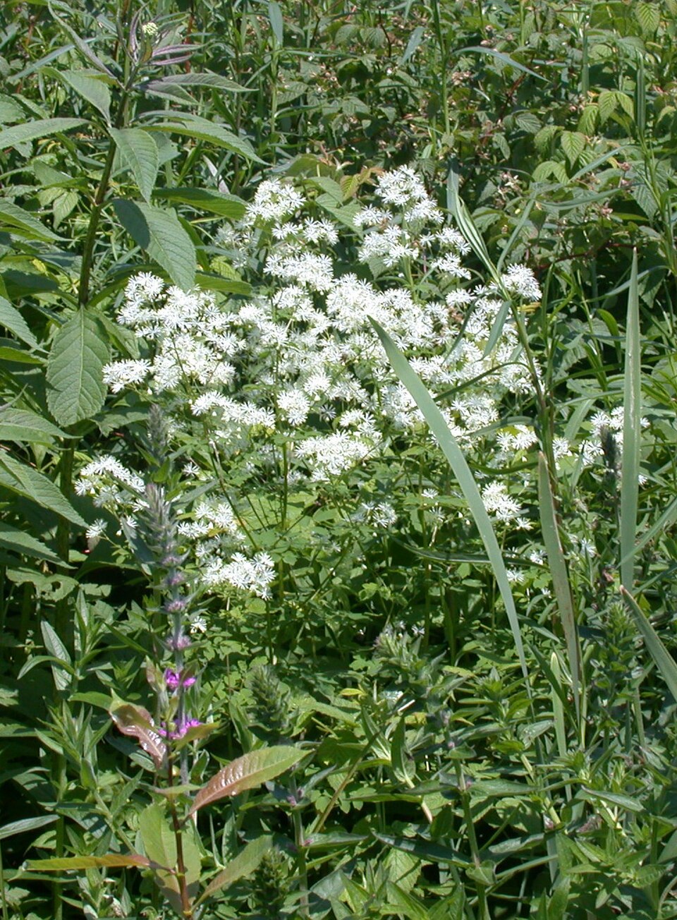 White flowers of Thalictrum pubescens, commonly known as king of the meadow, against a green background.