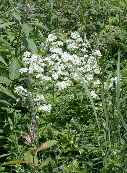 White flowers of Thalictrum pubescens, commonly known as king of the meadow, against a green background.