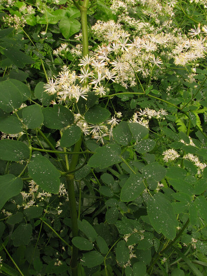 Green foliage of Thalictrum pubescens, commonly known as king of the meadow, with white flowers.