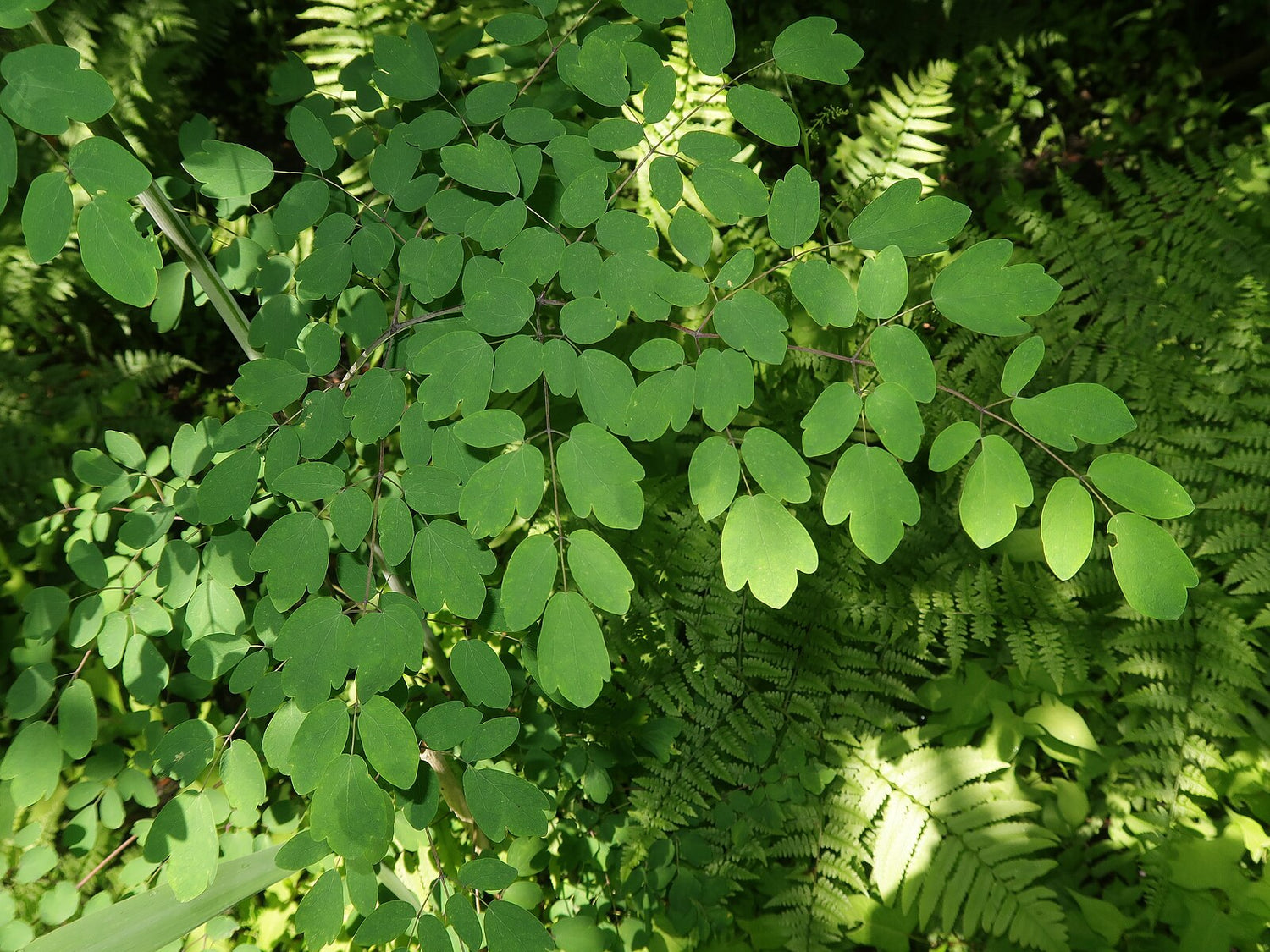 lavender mist meadow rue seeds Thalictrum rochebrunianum