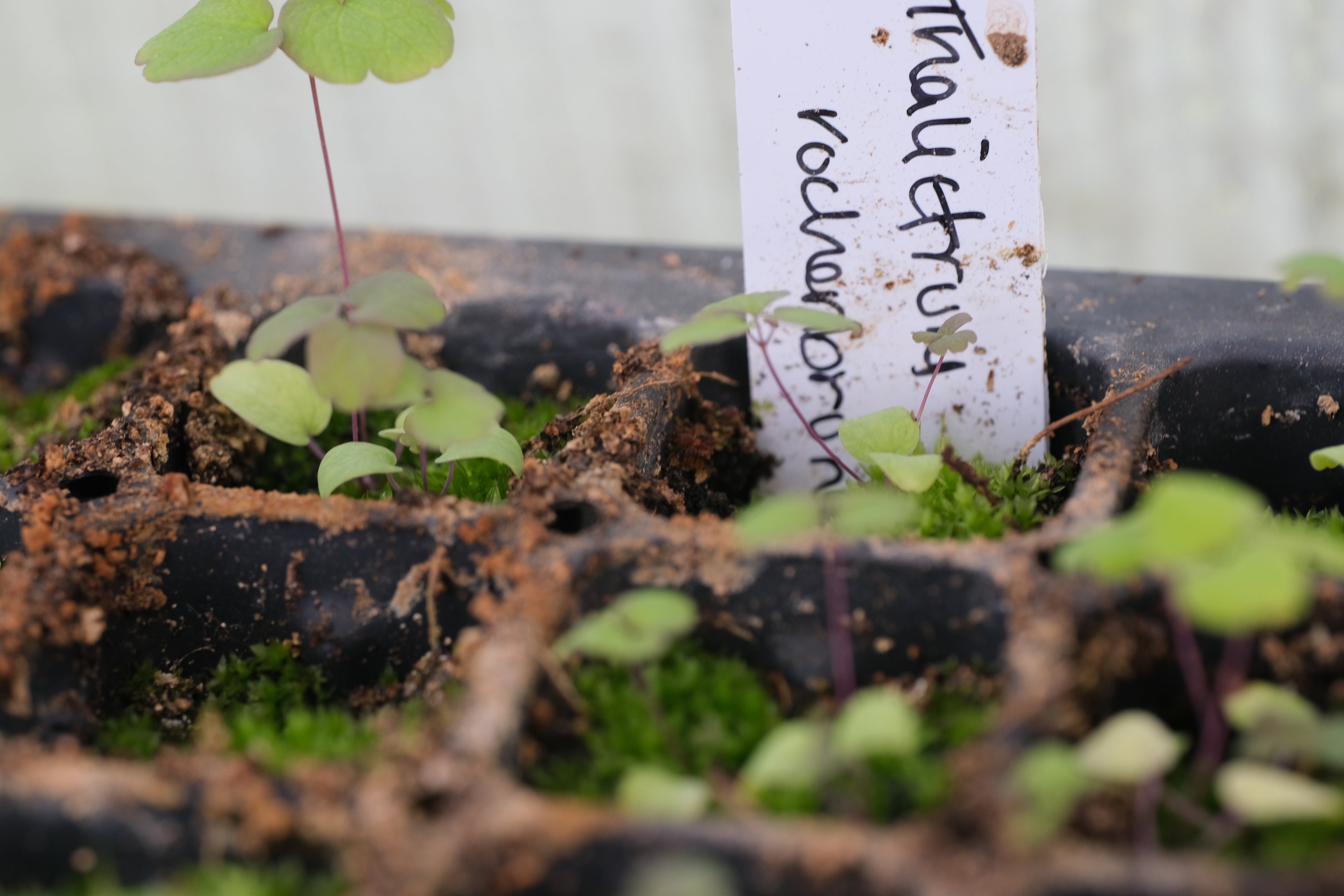 Thalictrum rochebruneanum seedling