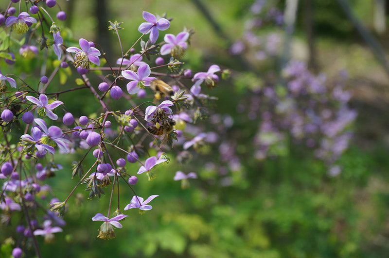 Thalictrum rochebrunianum. | lavender mist meadow rue