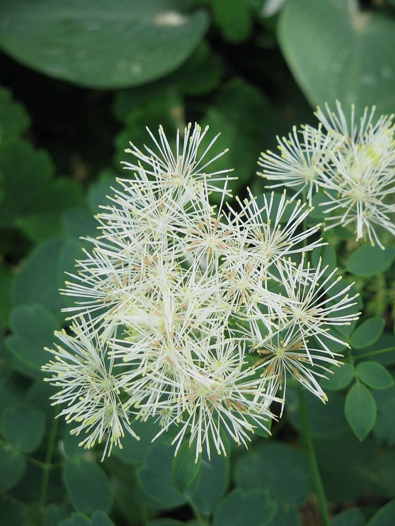 Thalictrum aquilegiifolium &