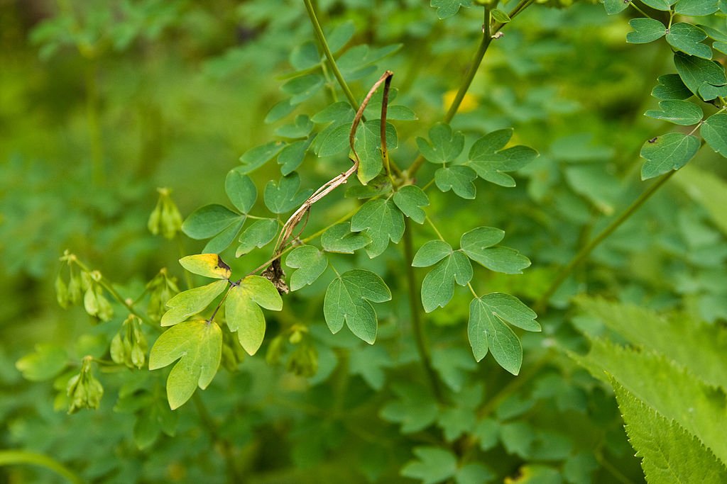 Thalictrum aquilegiifolium &