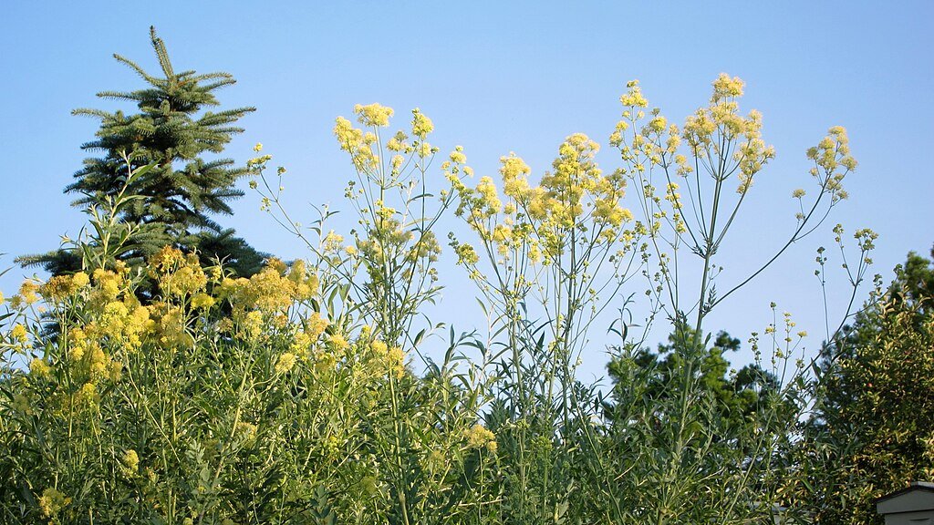 Thalictrum flavum ssp. glaucum (yellow meadow rue)