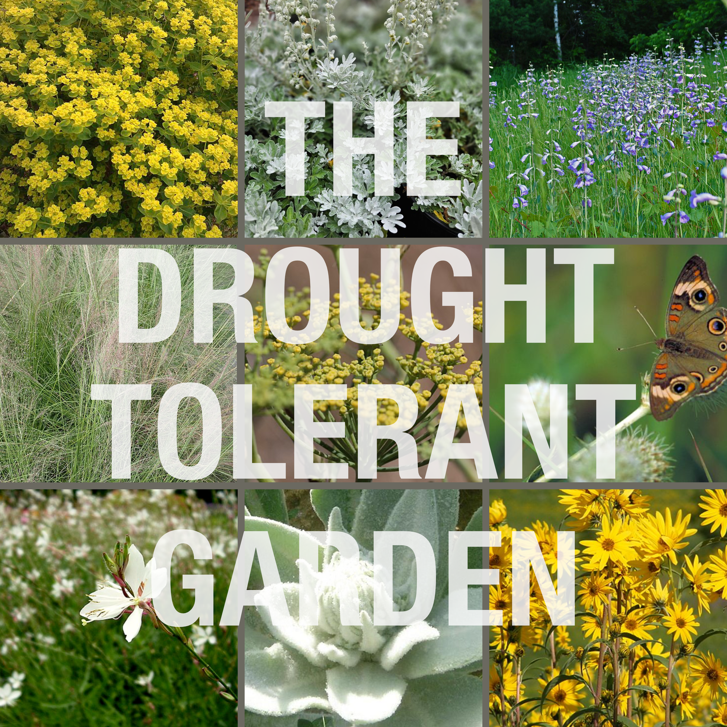 The Drought Tolerant Garden Collection at the Old Dairy Nursery