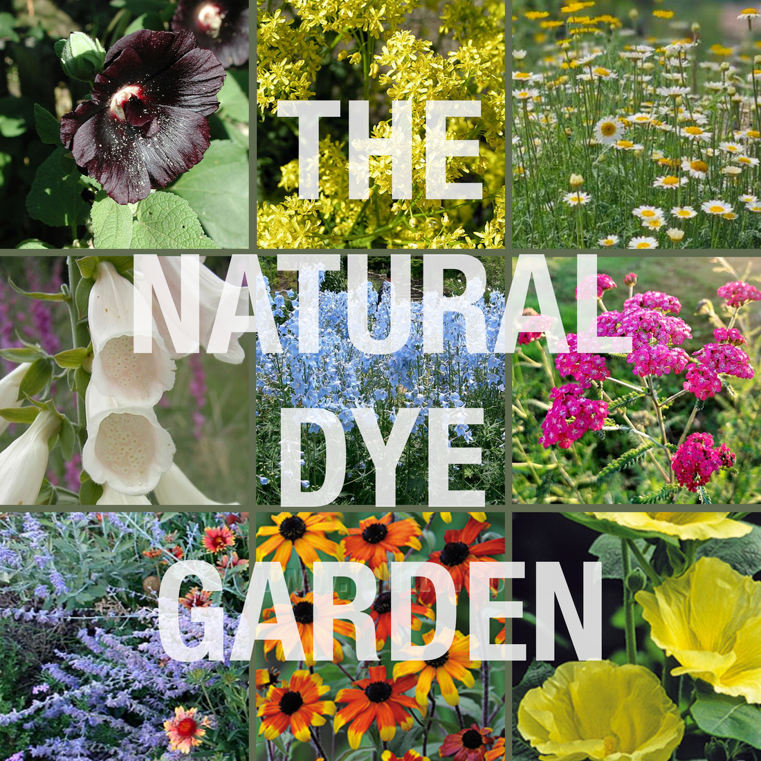 The Natural Dye Garden Collection at the Old Dairy Nursery