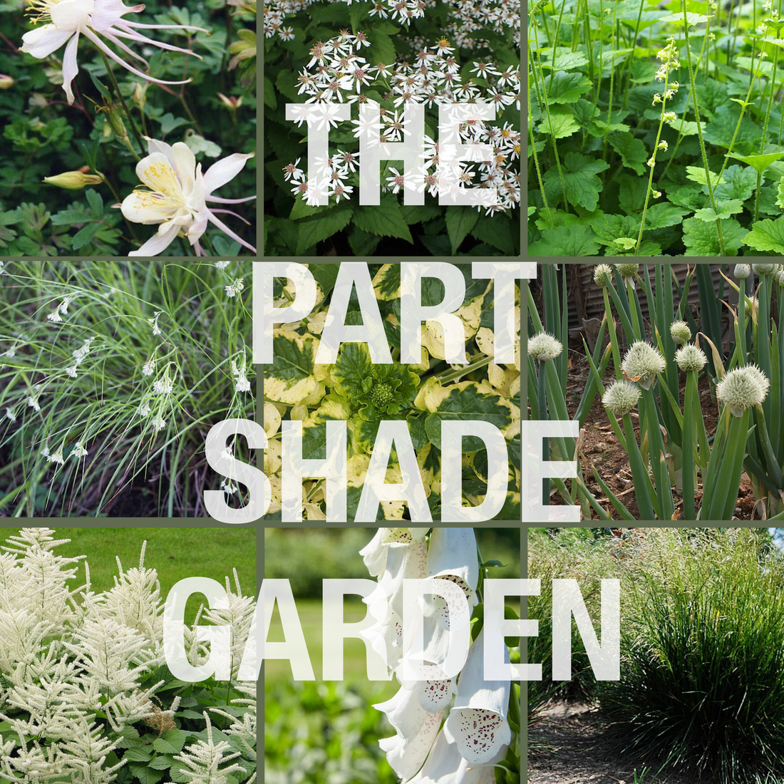 The Part Shade Garden Collection at The Old Dairy Nursery