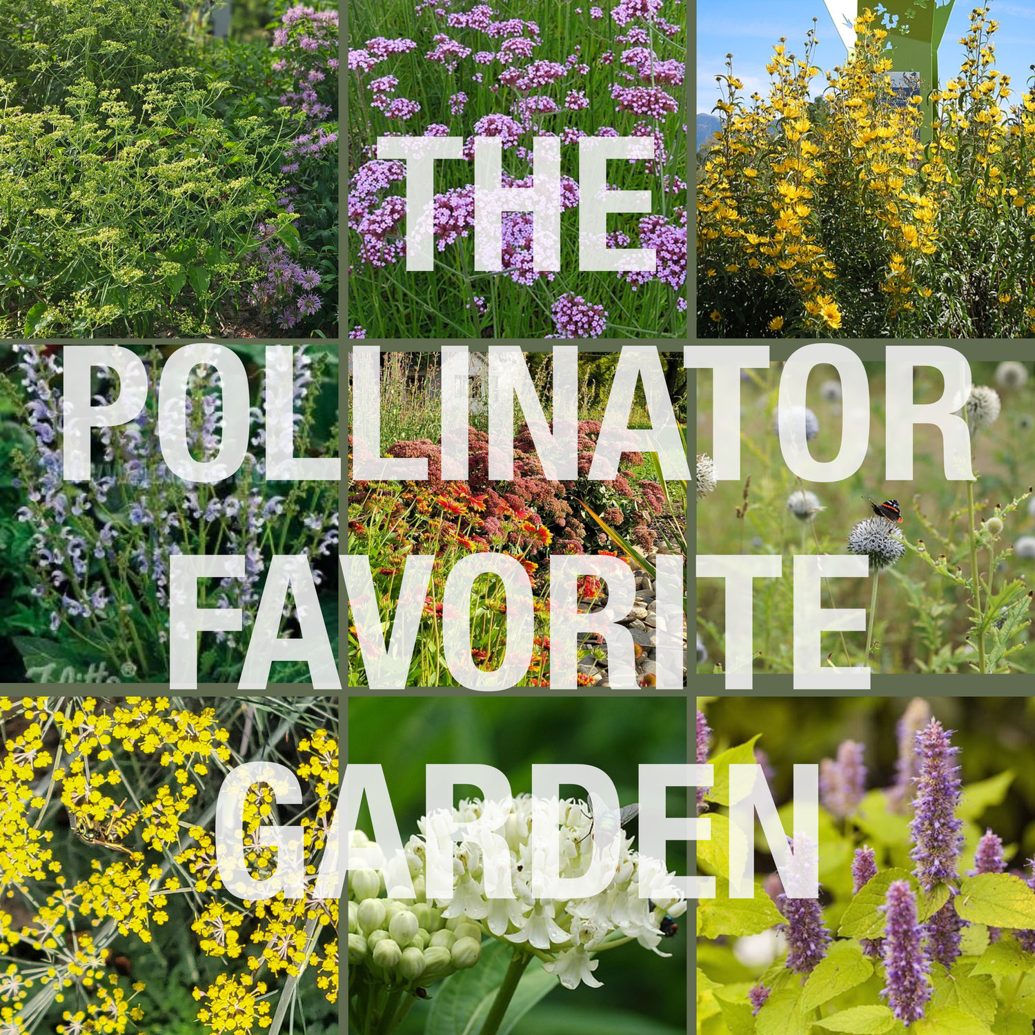 The Pollinator Favorite Garden Collection at The Old Dairy Nursery