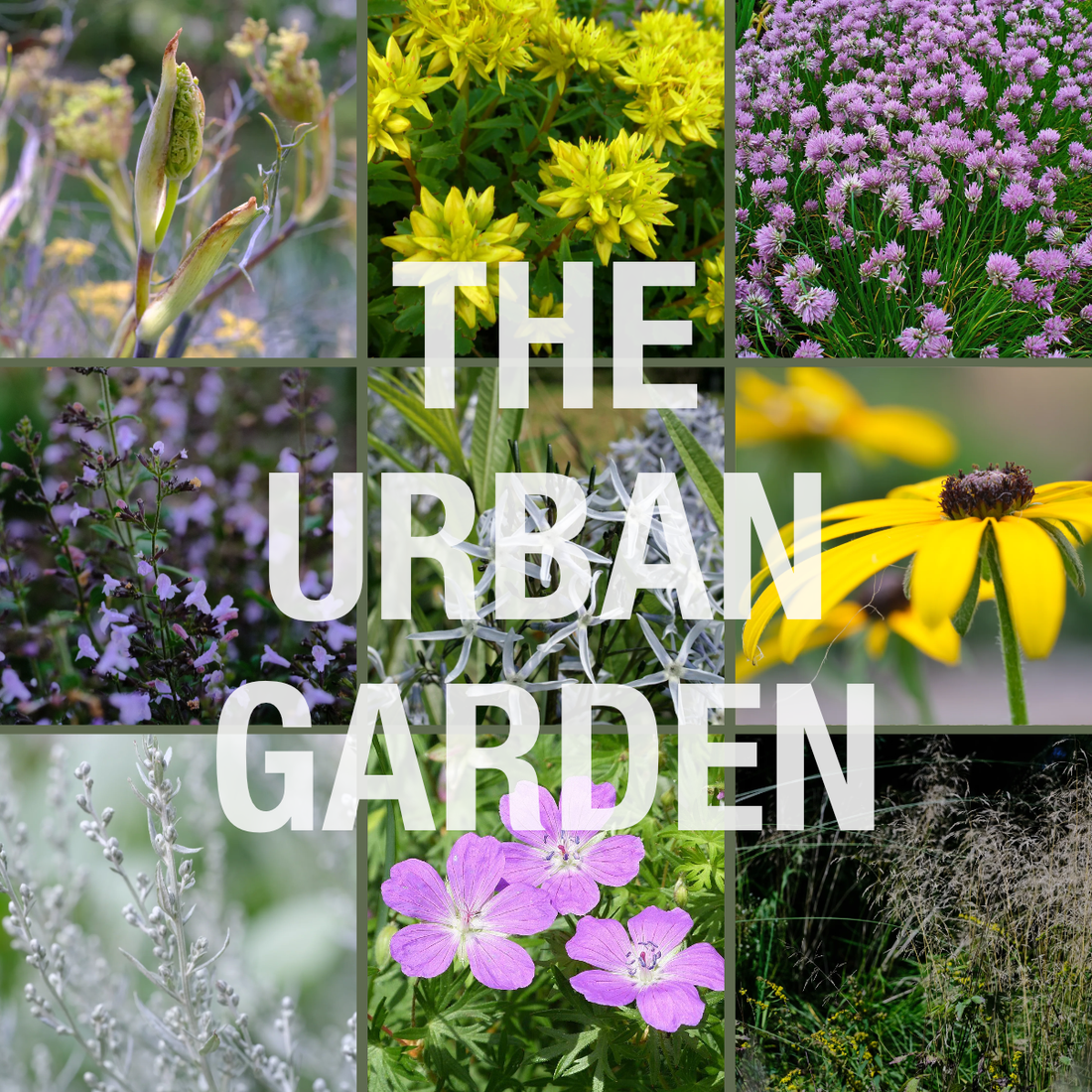 The Urban Garden Collection at The Old Dairy Nursery