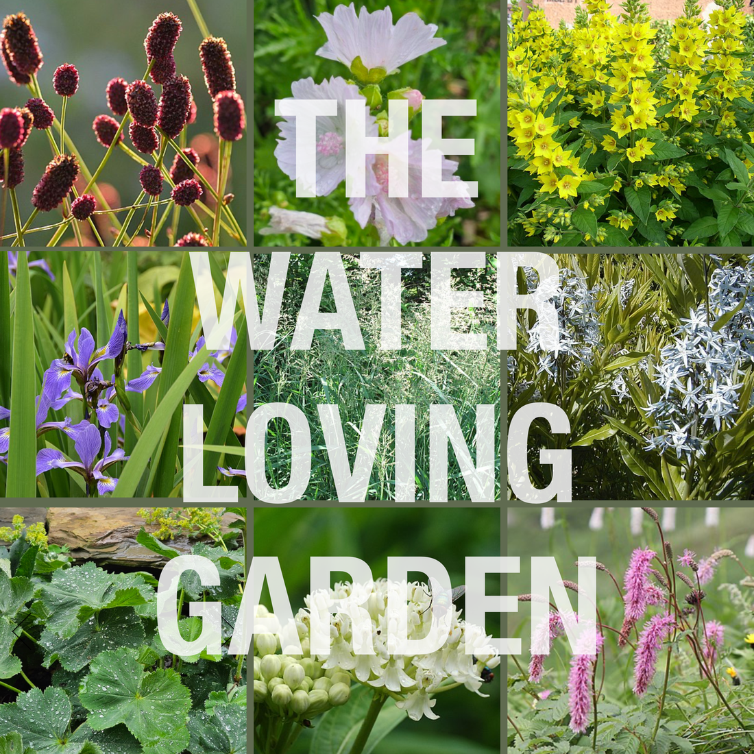 The Water Loving Garden Collection at The Old Dairy Nursery