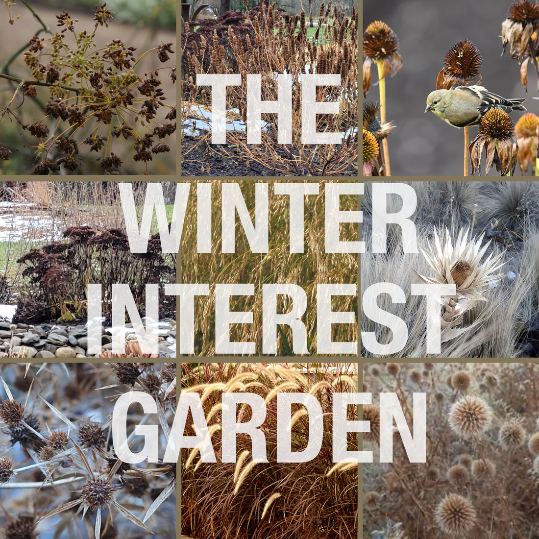 The Winter Interest Garden Collection at The Old Dairy Nursery