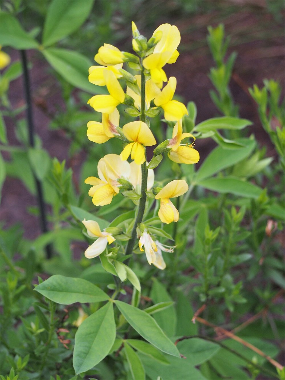 Thermopsis lanceolata (yellow false lupine)