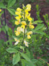 Thermopsis lanceolata (yellow false lupine)