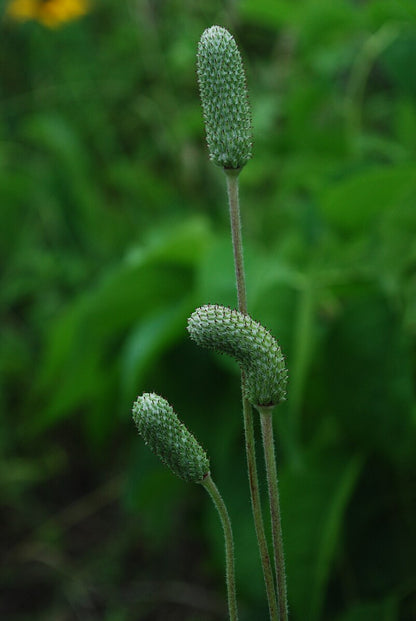 Anemone cylindrica