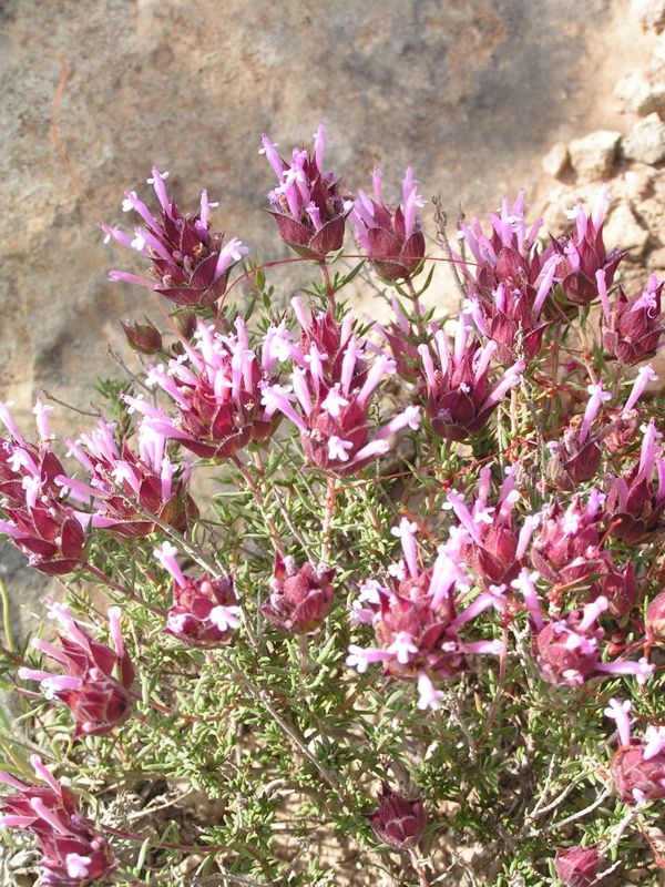 Thymus in bloom