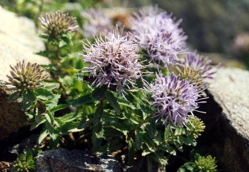 Purple flowering Trachelium jacquinii, commonly known as Rumelian bellflower, with green leaves on a rocky surface