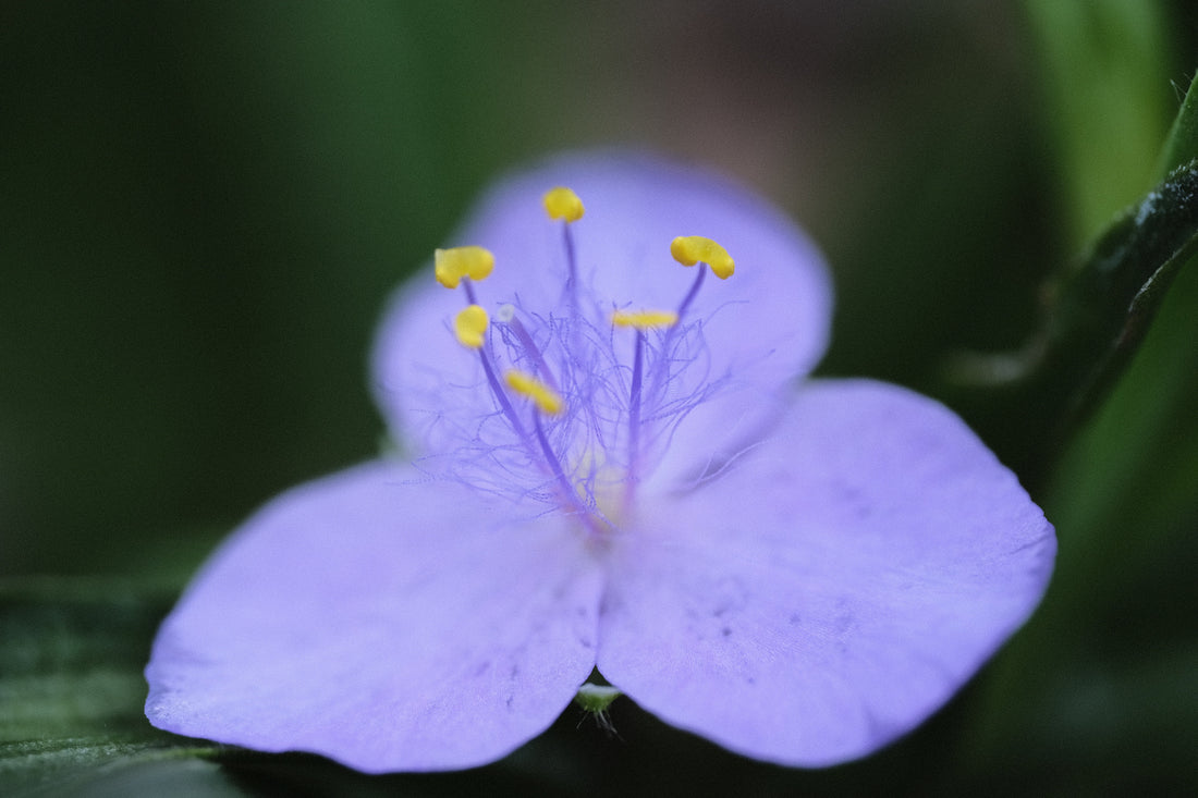 Tradescantia x andersoniana &