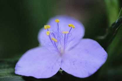 Close up of blue-violet flower of Tradescantia x andersoniana &
