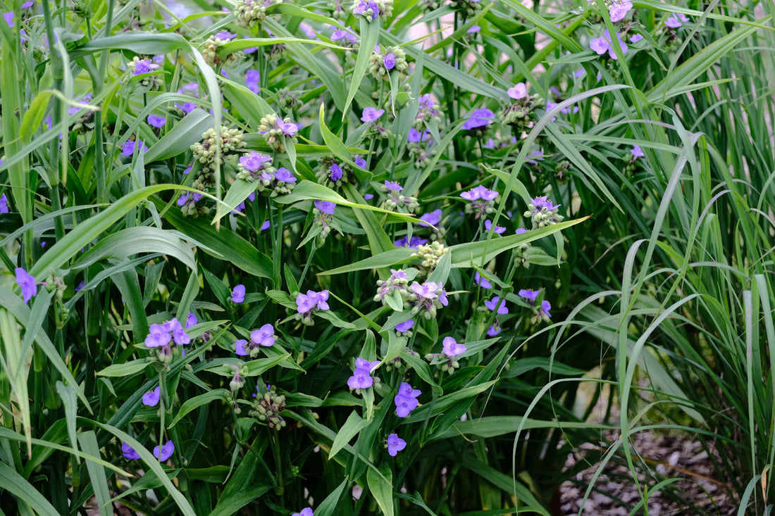 Blue-violet flowers of Tradescantia x andersoniana &