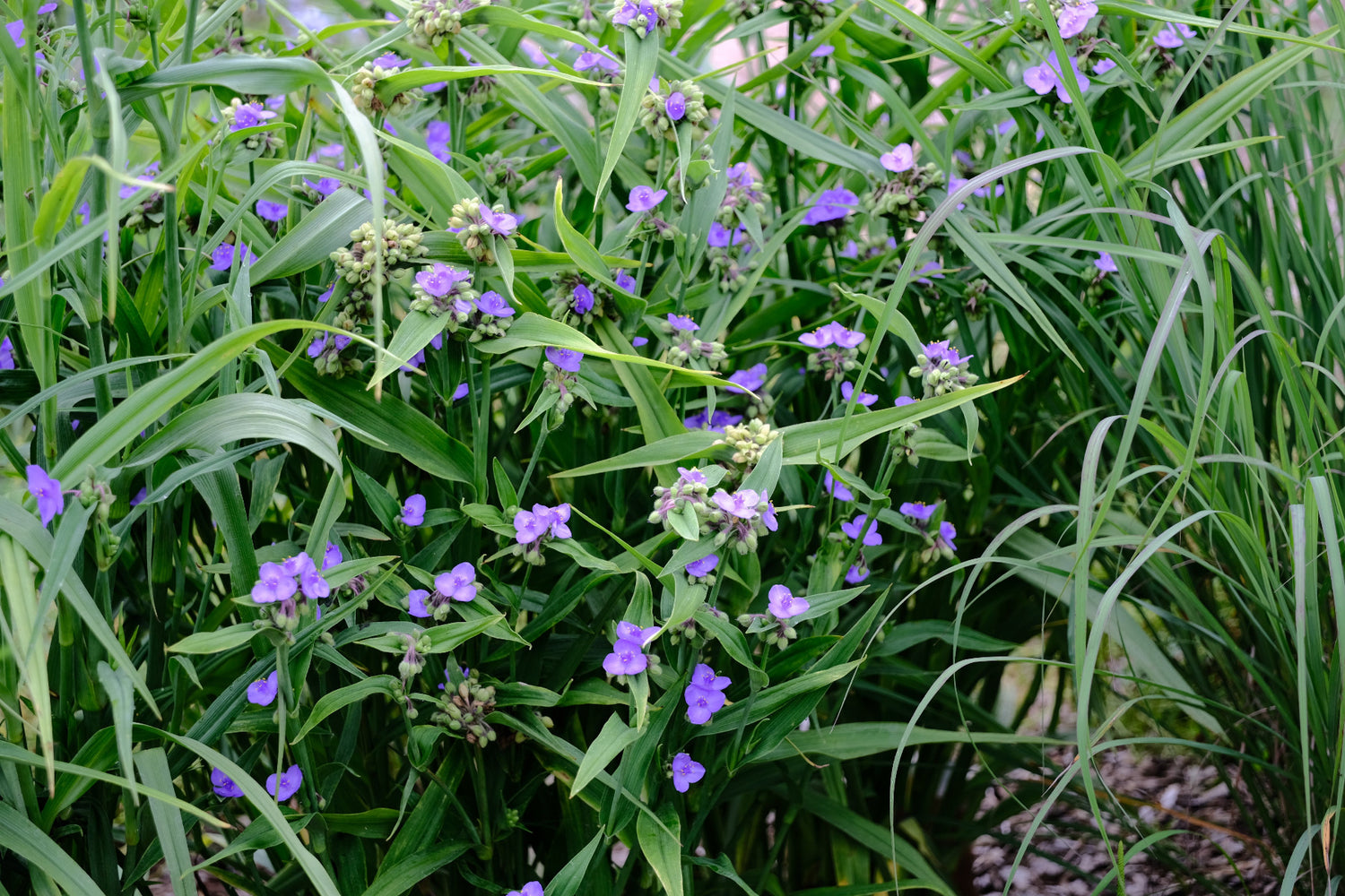 Blue-violet flowers of Tradescantia x andersoniana &