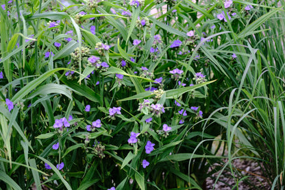 Blue-violet flowers of Tradescantia x andersoniana &