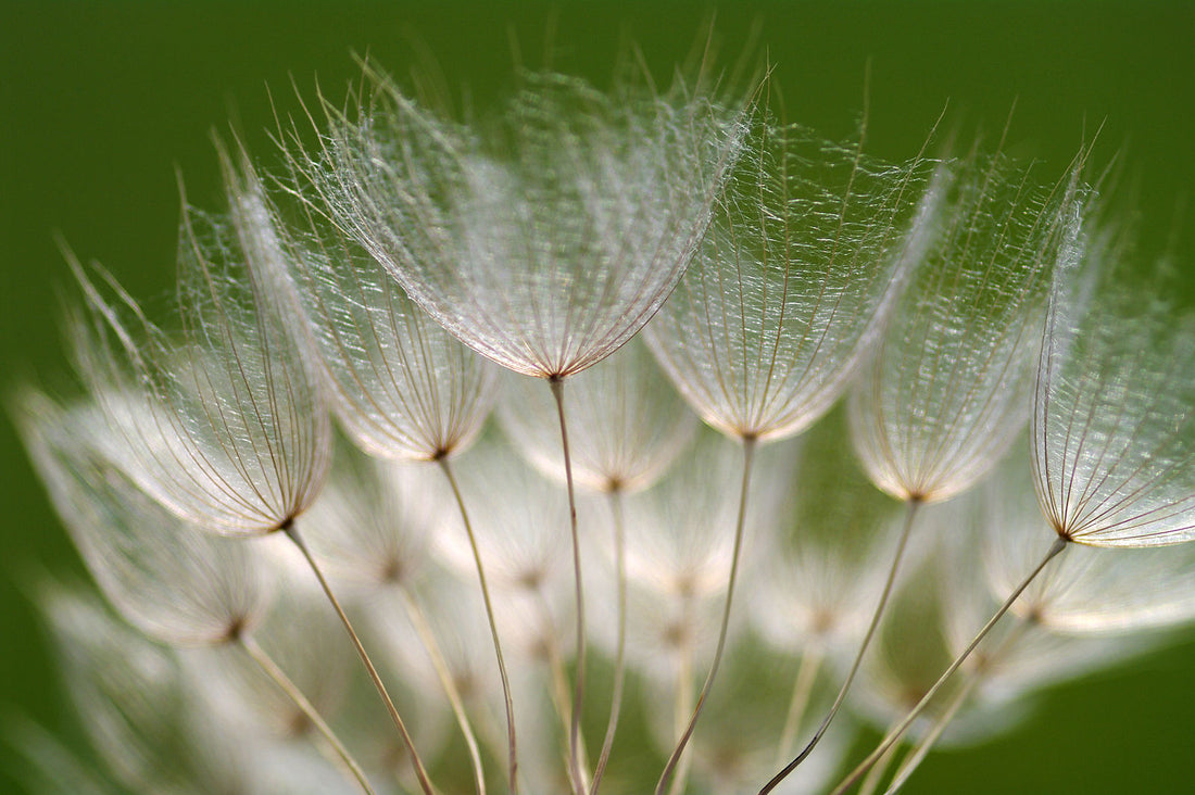 Tragopogon porrifolius | purple salsify