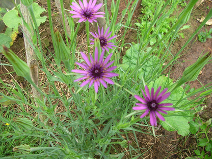Tragopogon porrifolius | purple salsify