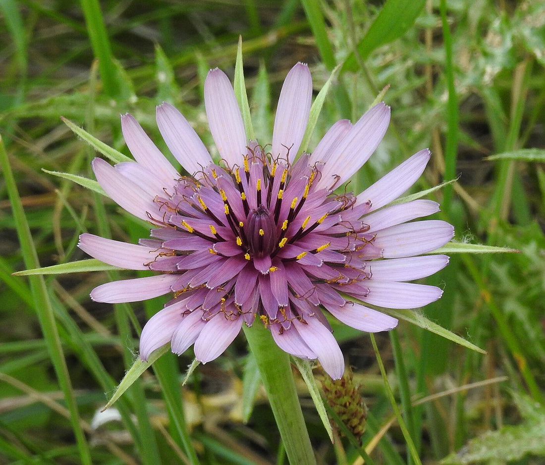 Tragopogon porrifolius | purple salsify