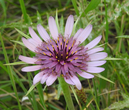 Tragopogon porrifolius | purple salsify