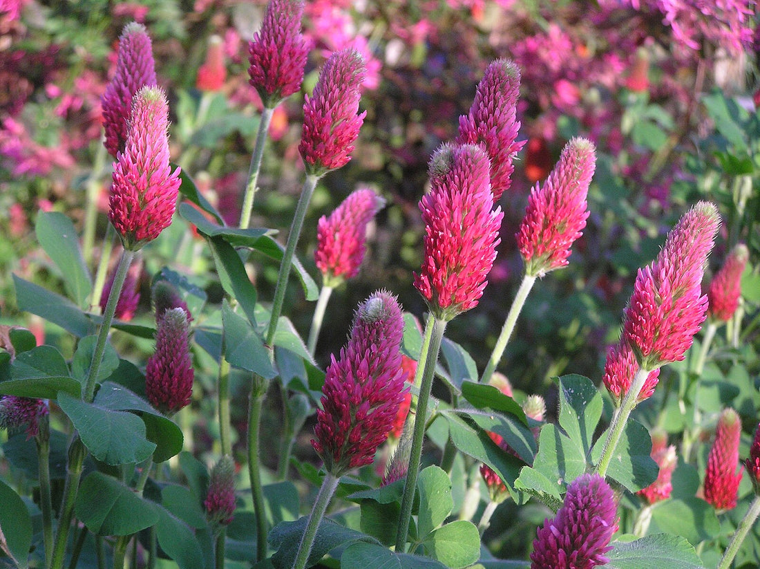 Crimson clover flowers