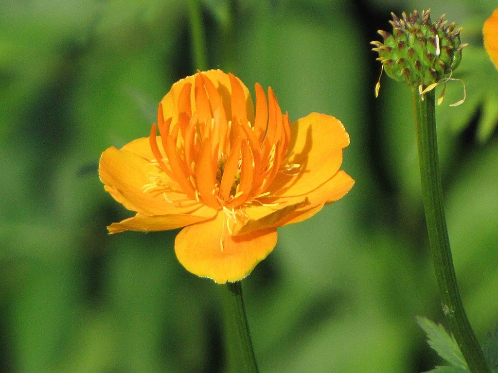 Trollius chinensis &