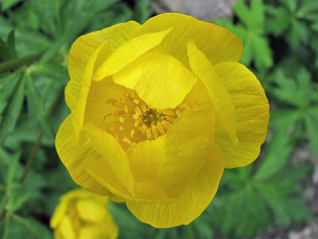 Trollius europaeus (common globe flower) single bloom