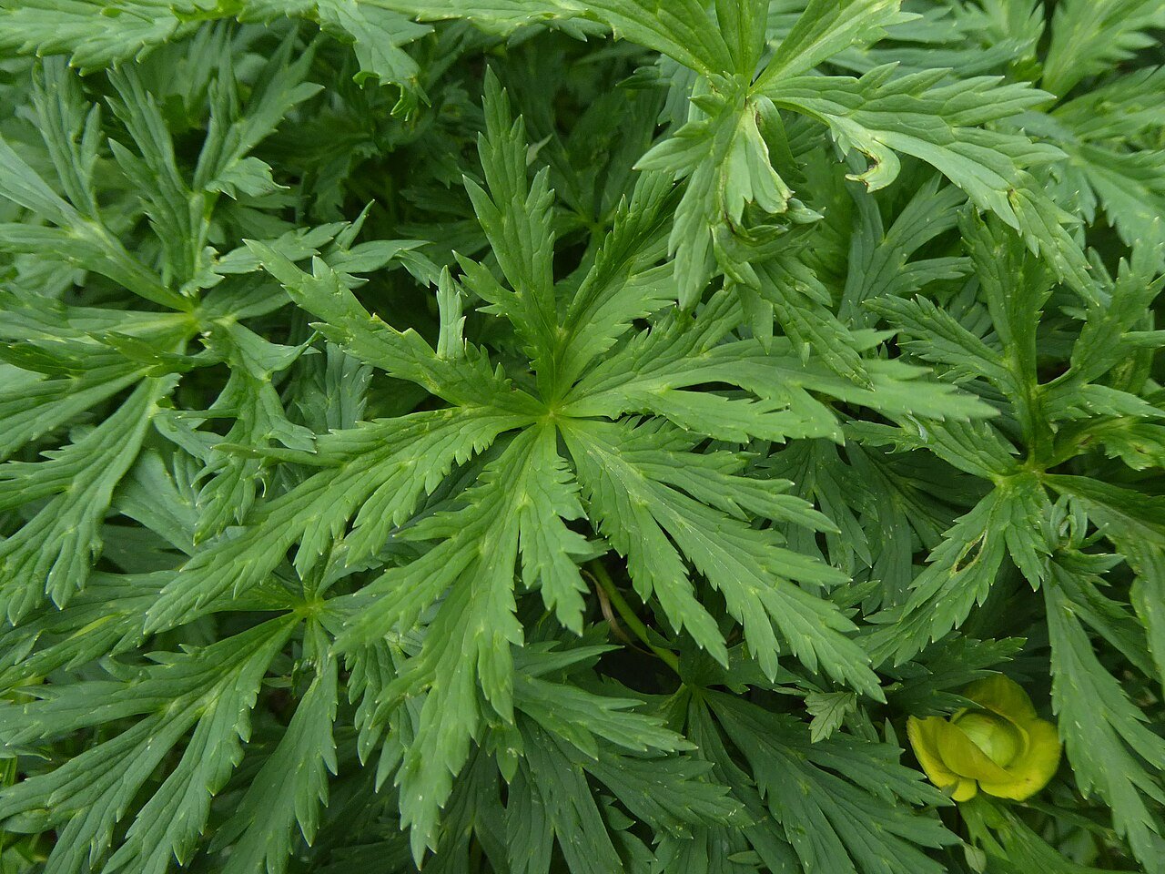 Trollius europaeus (common globe flower) foliage