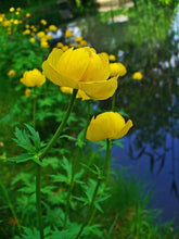 Trollius europaeus (common globe flower) flowers