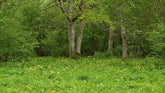 Trollius europaeus (common globe flower) in field